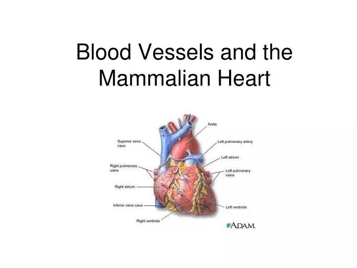 blood vessels and the mammalian heart
