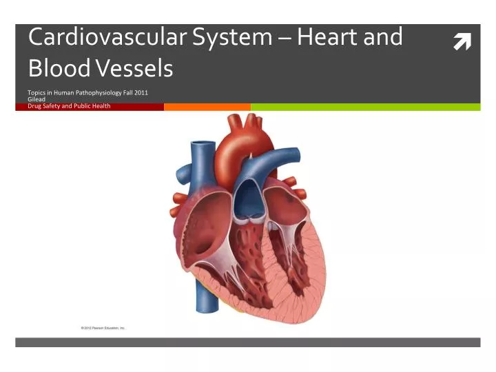 cardiovascular system heart and blood vessels
