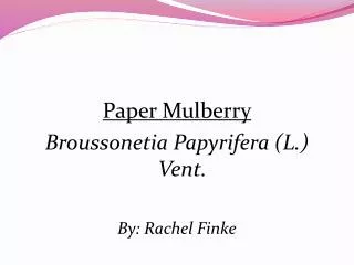Paper Mulberry Broussonetia Papyrifera (L.) Vent. By : Rachel Finke
