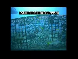 Engineering Bycatch Reduction in West Indian Fish Traps: STFA CRP Trap Vent Study