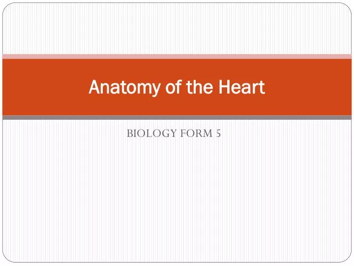 anatomy of the heart