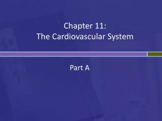 Chapter 11: The Cardiovascular System