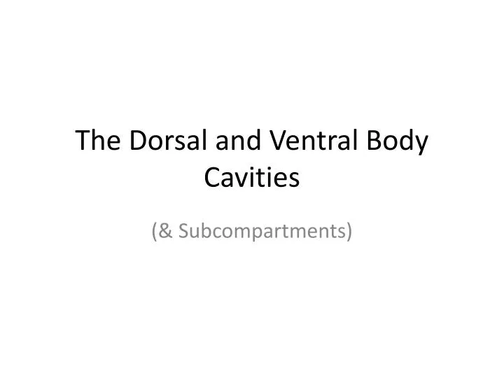 the dorsal and ventral body cavities