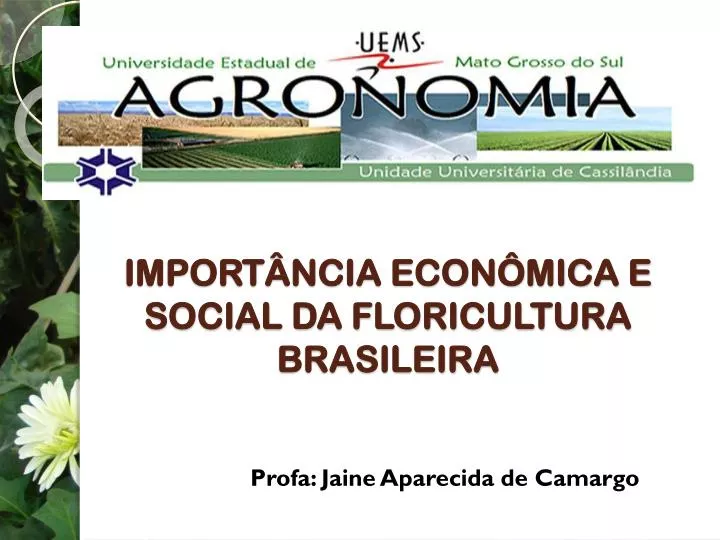 import ncia econ mica e social da floricultura brasileira