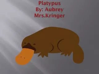 Platypus By: Aubrey Mrs.Kringer