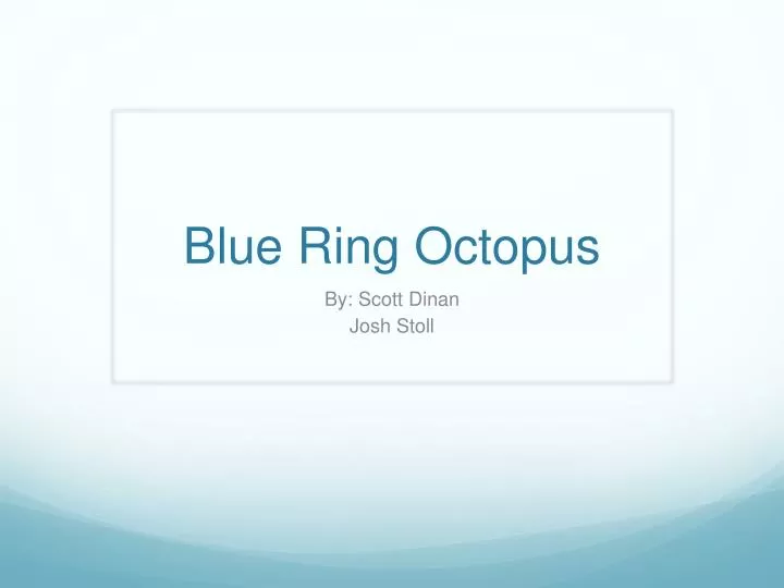 blue ring octopus