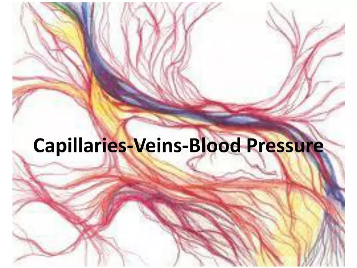 capillaries veins blood pressure
