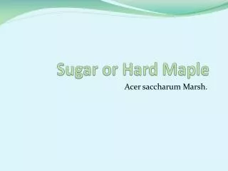 Sugar or Hard Maple