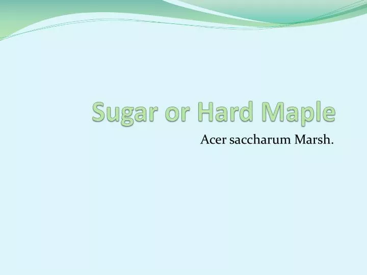 sugar or hard maple