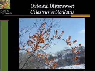 Oriental Bittersweet Celastrus orbiculatus