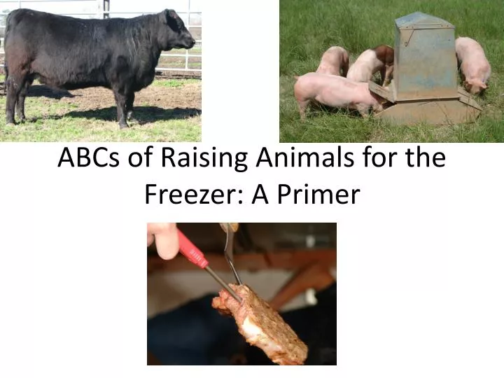 abcs of raising animals for the freezer a primer