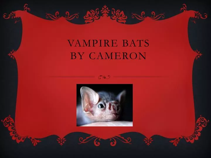 vampire bats by c ameron