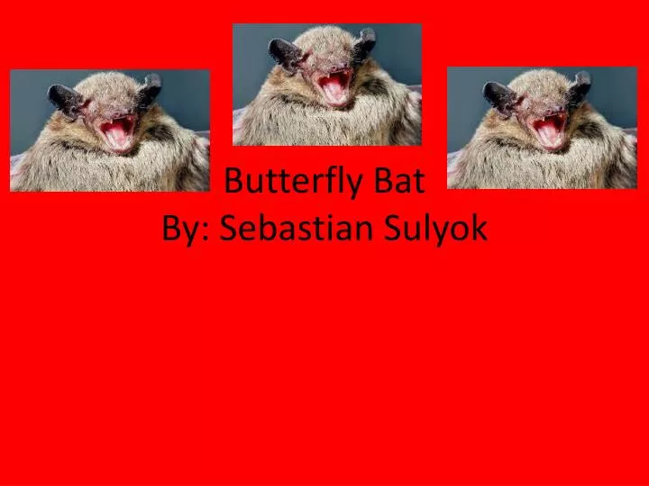 butterfly bat b y s ebastian s ulyok