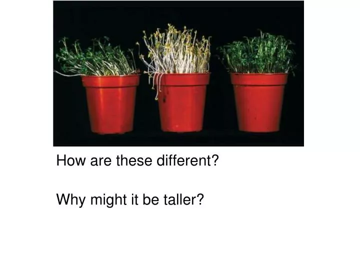 how are these different why might it be taller