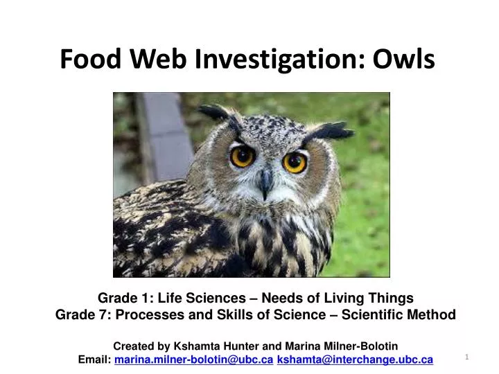 food web investigation owls