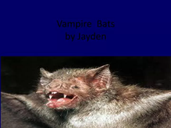 vampire bats by j ayden