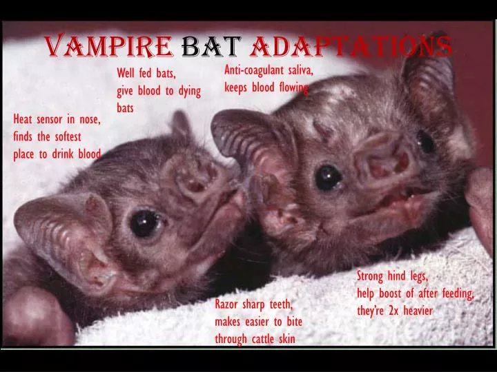 vampire bat adaptations