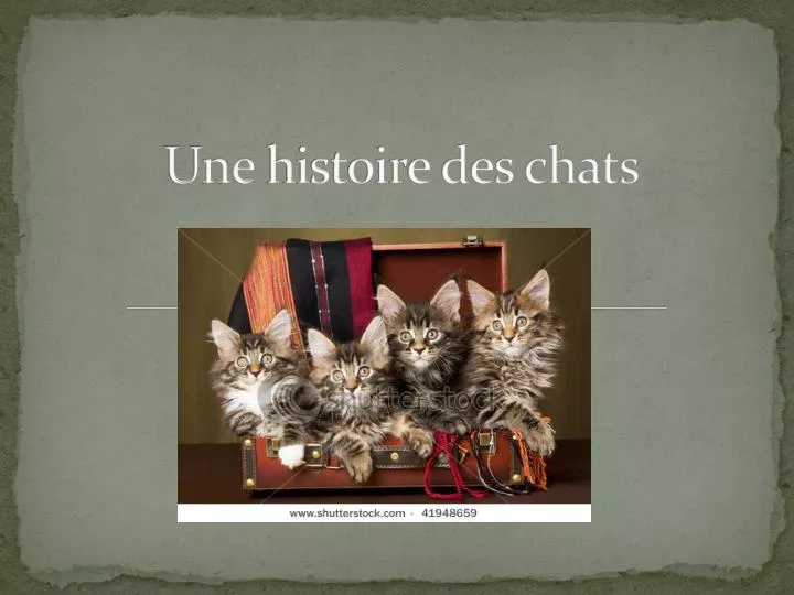 une histoire des chats