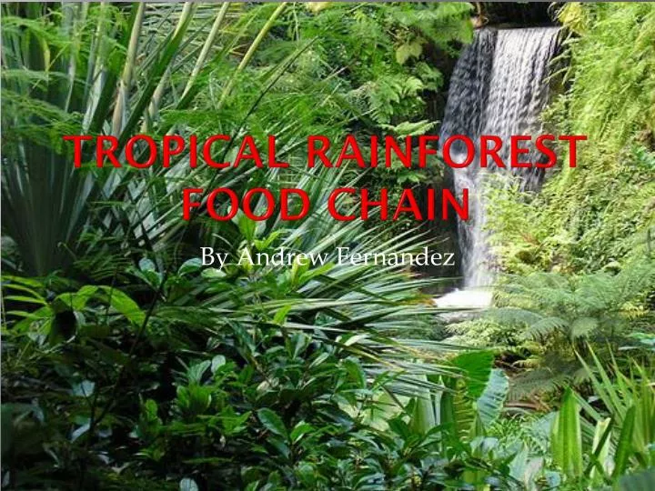 tropical rainforest food chain