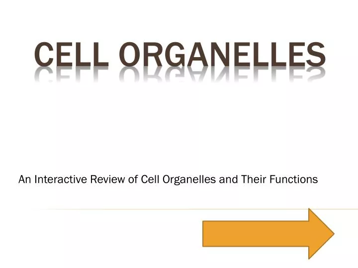 an interactive review of cell organelles and their functions