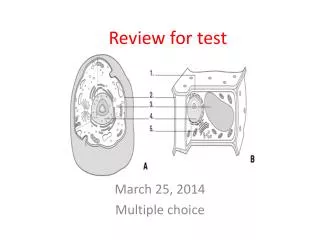 Review for test
