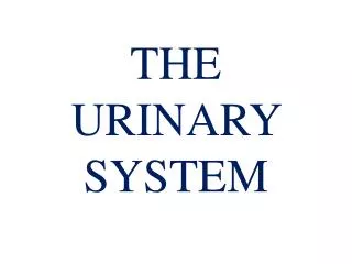 the urinary system