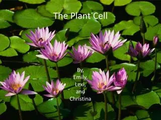 The Plant Cell