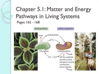 Chapter 5.1: Matter and Energy Pathways in Living Systems