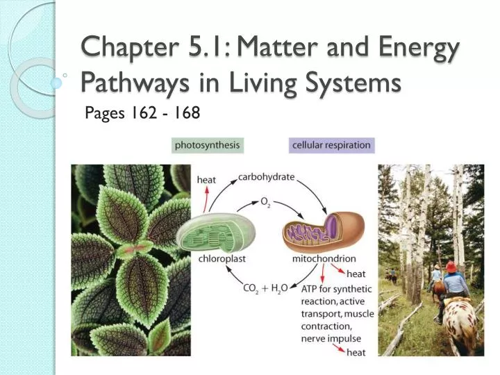 chapter 5 1 matter and energy pathways in living systems