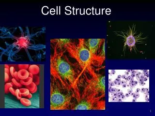 Cell Structure