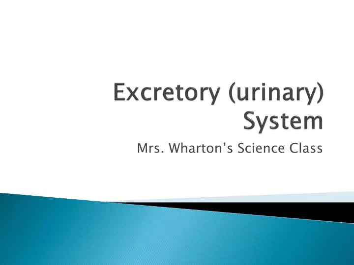 excretory urinary system