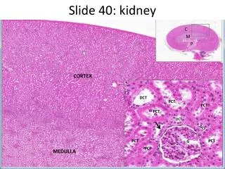 Slide 40: kidney