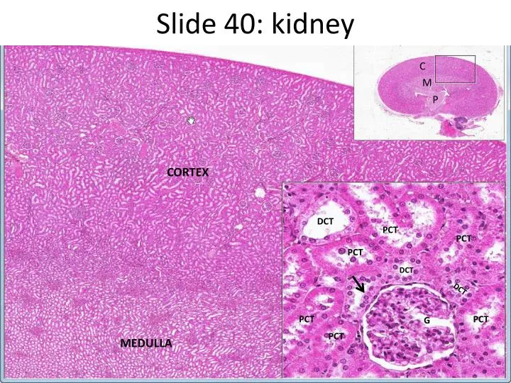 slide 40 kidney