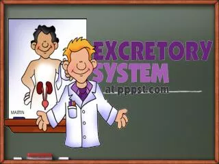 The excretory system