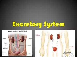 Excretory System