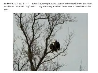 We counted 8 eagles. Four were on the ground, the others were in trees or flying around.