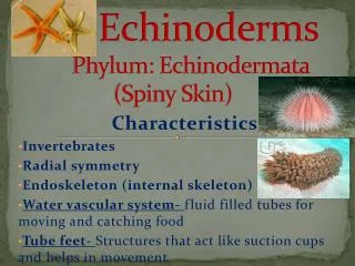 Echinoderms 	Phylum: Echinodermata (Spiny Skin)
