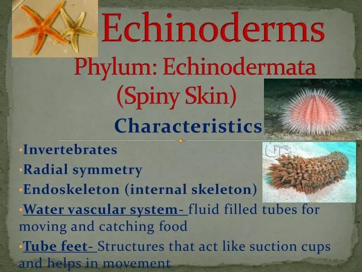 echinoderms phylum echinodermata spiny skin
