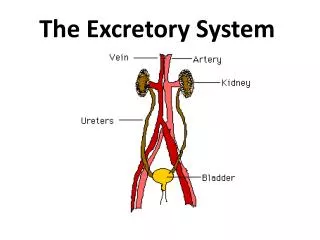 The Excretory System