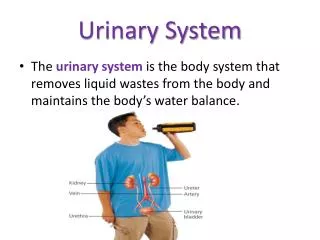 urinary system