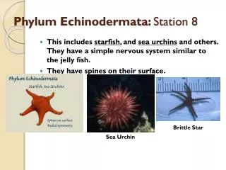 Phylum Echinodermata : Station 8