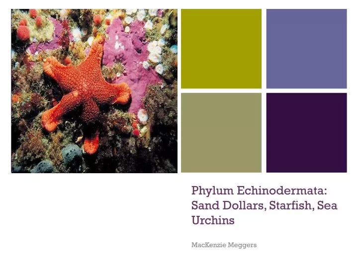 phylum echinodermata sand dollars starfish sea urchins