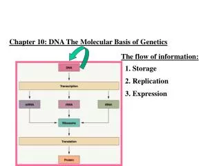 Chapter 10: DNA The Molecular Basis of Genetics