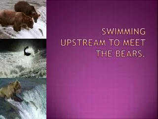 Swimming upstream to meet the bears.
