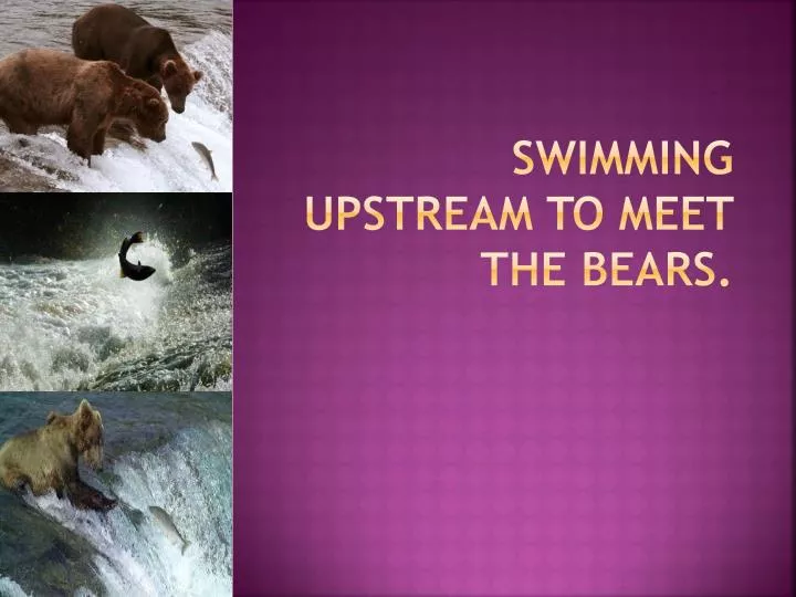swimming upstream to meet the bears