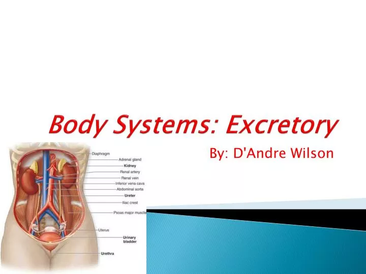 body systems excretory
