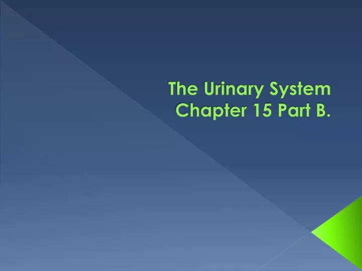 the urinary system chapter 15 part b