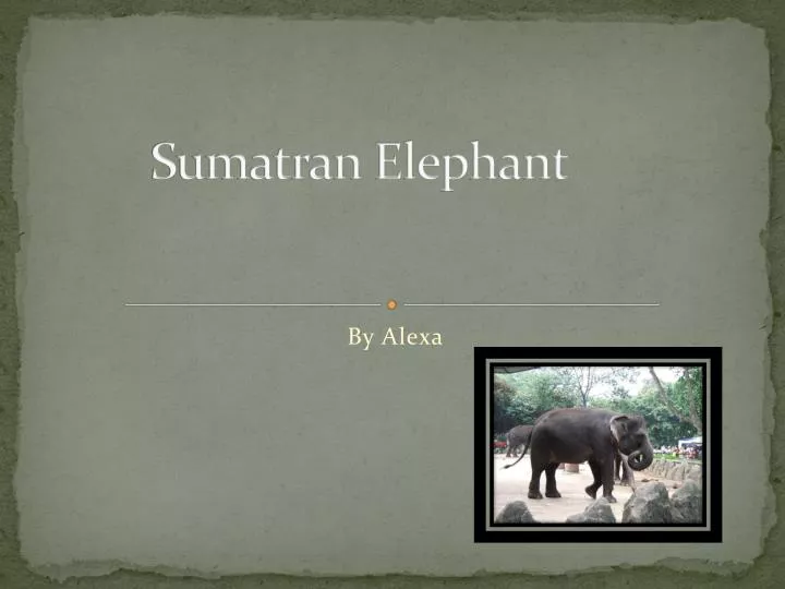 sumatran elephant