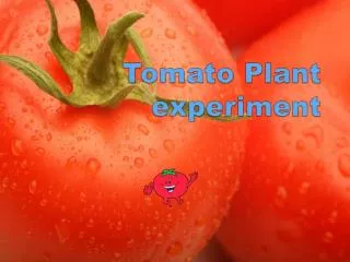 Tomato Plant experiment