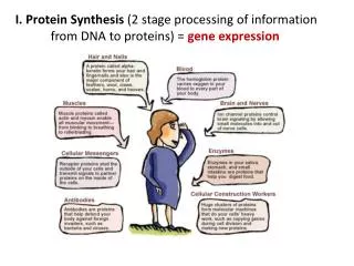 I. Protein Synthesis (2 stage processing of information 	from DNA to proteins) = gene expression